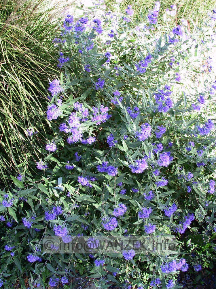 Caryopteris clandonensis Heavenly Blue.jpg